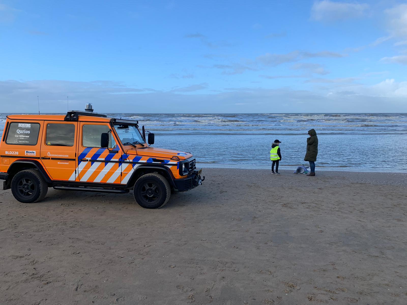 Levende bruinvis aangespoeld