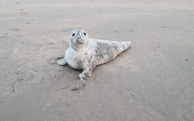 Zeehonden op het strand (update 24-05-2025)